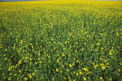 《战锤40K：暗潮》1.0.7补丁发布 解决游戏崩溃问题