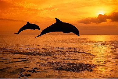 育碧将于本周五公开《碧海黑帆》实机演示